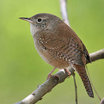 House Wren